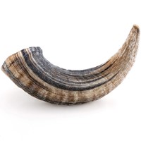 CHERVUS CORNUS BOVIS ΑΡΝΙ MAXI 251-500GR