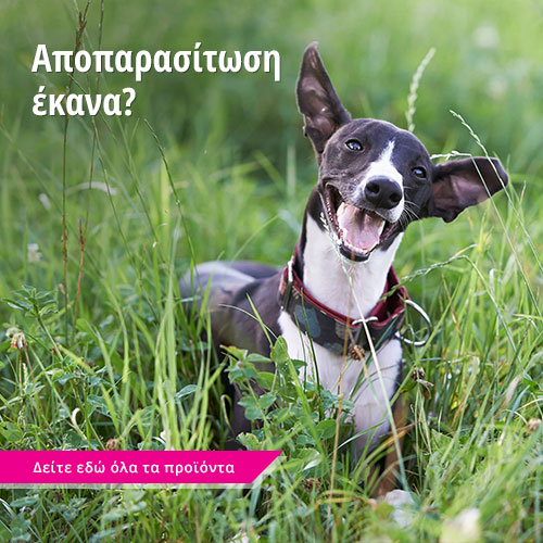 Αποπαρασίτωση 